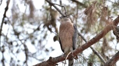 Cooper 's Hawk (Accipiter Cooperii) Güney Kaliforniya' da bir şubede dinleniyor.