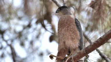 Cooper 's Hawk (Accipiter Cooperii) Güney Kaliforniya' da bir şubede dinleniyor.