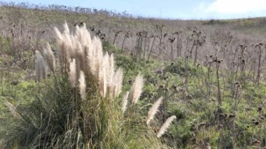 Cortaderia selloana 'nın Kaliforniya tepelerinde çiçek açan dev beyaz pampas otları. Aslen Güney Amerikalı.