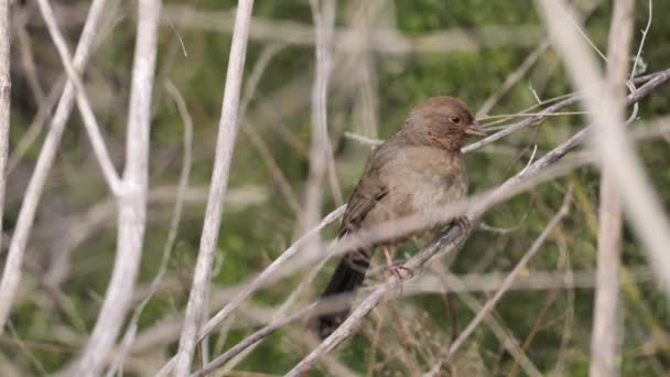 Küçük Bir Kuş Muhtemelen Bir Ispinoz Kuru Otların Arasında Oturur — Stok video