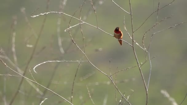 Allenův Kolibřík Selasphorus Sasin Sedí Suché Větvi Mezi Kalifornskými Kopci — Stock video