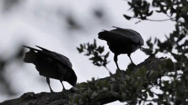 Ortak Kuzgunlar (Corvus corax) familyasından bir aile bir dalda yemek yer.. 