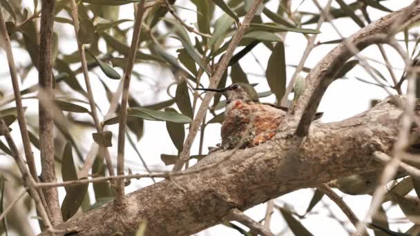 Malý Kolibřík Hnízdě Stromě Jižní Kalifornii — Stock video