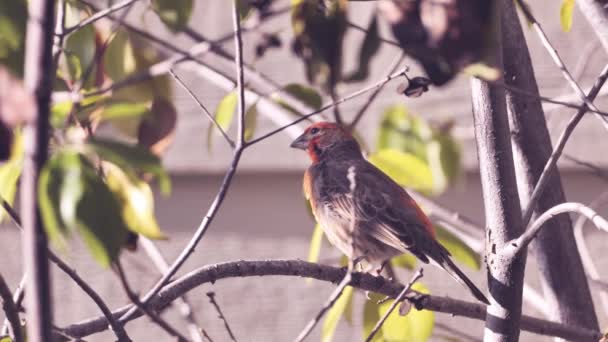 Casa Finch Mexicano Hemorrágico Pássaros Bonitos Coloridos Que Vivem Toda — Vídeo de Stock