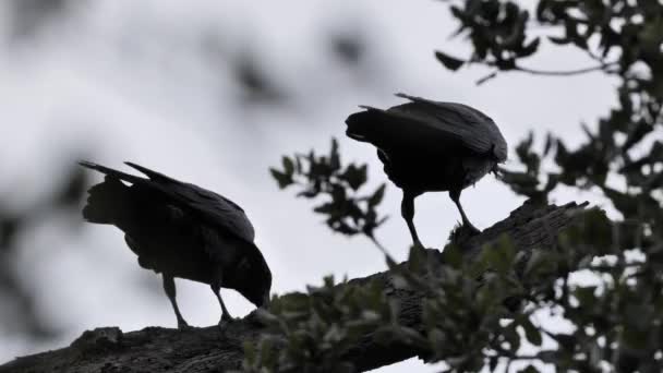 Μια Οικογένεια Κοινών Κορακιών Corvus Corax Τρώει Ένα Κλαδί — Αρχείο Βίντεο