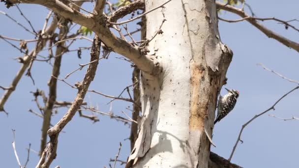 Nuttall Ağaçkakanı Dryobates Nuttallii Kaliforniya Meksika Nın Kuzeyinde Yetişen Bir — Stok video