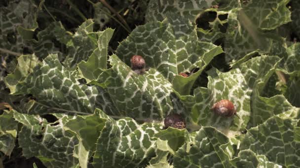 加利福尼亚蜗牛在带刺的植物叶子上爬行 — 图库视频影像