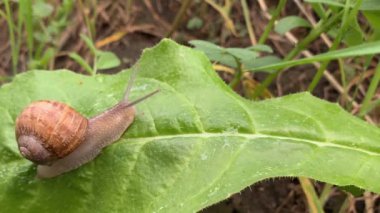 Salyangozlar yapraklarda ve ağaçlarda sürünüyor..