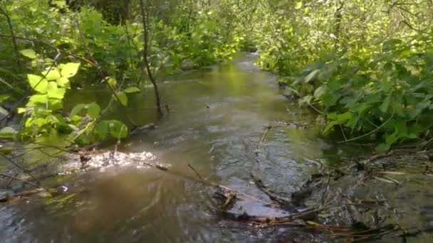 Мелководье Пойменном Лесу Дельты Днестра Марта Всемирный День Воды — стоковое видео