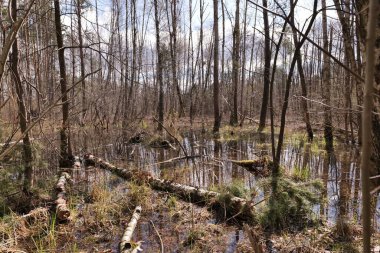 Varşova yakınlarındaki Bahar Avrupa bataklığı ve ormanı.