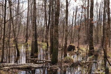 Varşova yakınlarındaki Bahar Avrupa bataklığı ve ormanı.