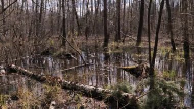 Varşova yakınlarındaki bir bataklıkta sel.