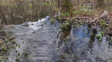 Varşova yakınlarındaki bir bataklıkta sel.