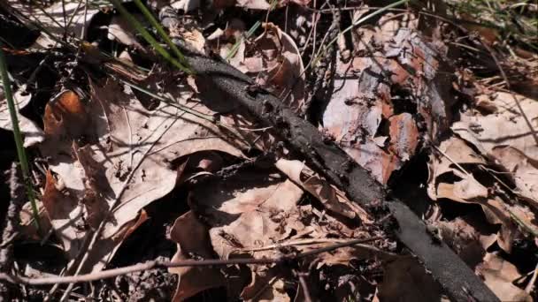 Mrówki Leśne Formica Wiosennym Lesie Pod Warszawą Czerwone Leśne Mrówki — Wideo stockowe