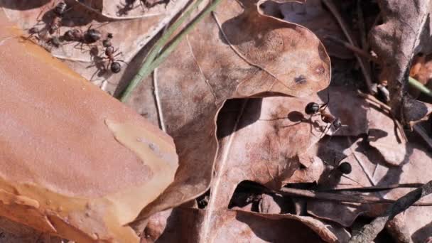 Δασικά Μυρμήγκια Formica Ένα Δάσος Άνοιξη Κοντά Στη Βαρσοβία Κόκκινα — Αρχείο Βίντεο