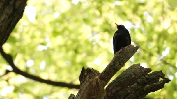 春の森で共通のブラックバード トゥルクス メルーラ を歌う — ストック動画