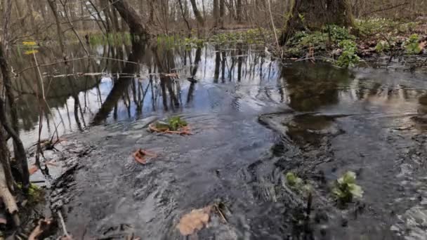 Varşova Yakınlarındaki Bir Bataklıkta Sel — Stok video