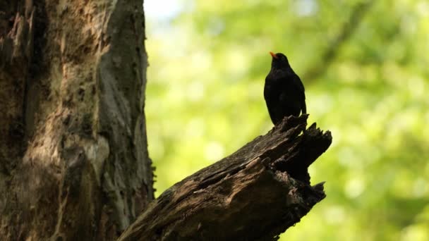 春の森で共通のブラックバード トゥルクス メルーラ を歌う — ストック動画