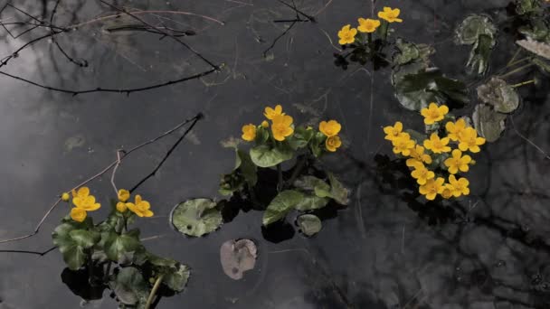 Spring Caltha Blooms European Swamps — Stock Video