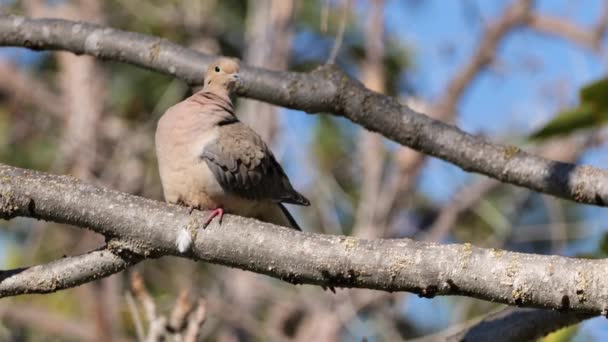 Mourning Dove Family Rests Tree Spring Morning Pacific Coast California — Stock Video