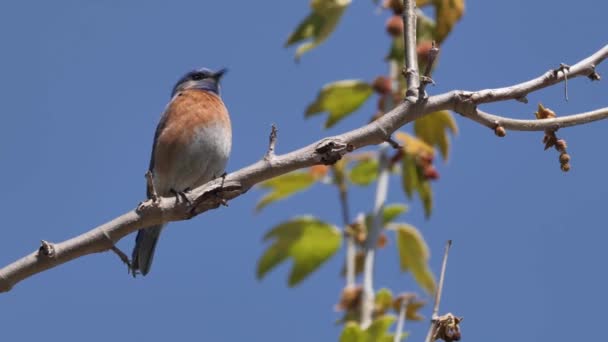 西部蓝鸟 Sialia Mexicana 栖息在树枝上 该物种生活在北美西部 — 图库视频影像