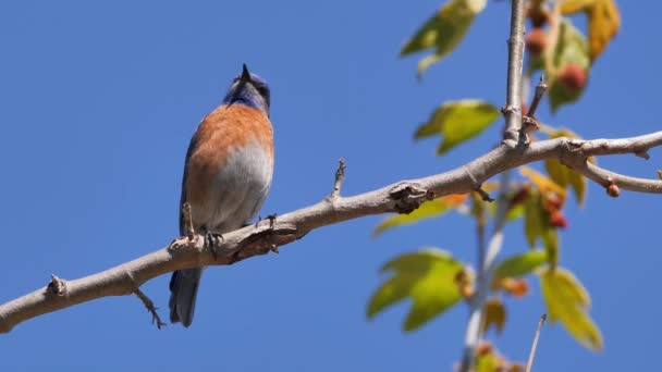 Batı Mavi Kuşu Sialia Mexicana Bir Dalın Üzerinde Dinlenmektedir Tür — Stok video