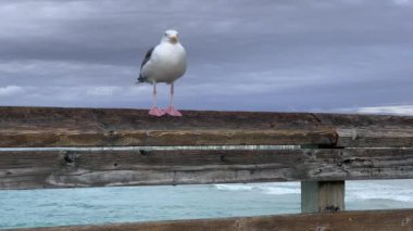 Güney Kaliforniya 'daki iskeledeki martı..