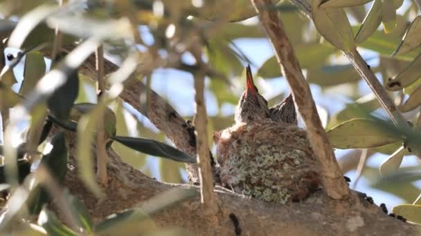 在南加州的一个鸟巢里 一只蜂鸟在喂小鸡 — 图库视频影像