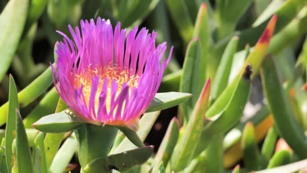 Весняні Квіти Тихоокеанському Узбережжі Каліфорнії — стокове відео
