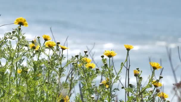 Kaliforniya Nın Pasifik Sahillerinde Bahar Çiçekleri — Stok video