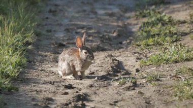 Kaliforniya tavşanı yürüyüş yolunda dinleniyor