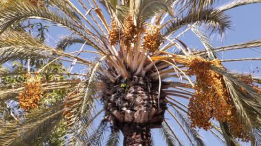 Phoenix (hurma) Güney Kaliforniya 'da meyveli