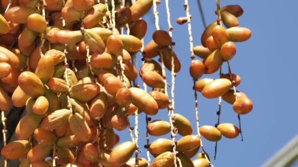 Phoenix Datum Palm Met Fruit Zuid Californië — Stockvideo