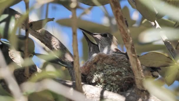 Eine Kolibri Familie Auf Einem Nest Frühling Südkalifornien — Stockvideo