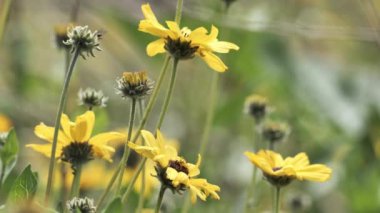 Güney Kaliforniya 'da bahar çiçekleri filizleniyor.