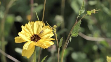 Güney Kaliforniya 'da bahar çiçekleri filizleniyor.