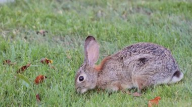 Güney Kaliforniya 'da bahar otlarını yiyen tavşan.