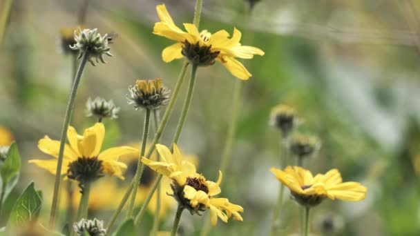 Rostliny Jarní Kvetoucí Vegetace Jižní Kalifornii — Stock video