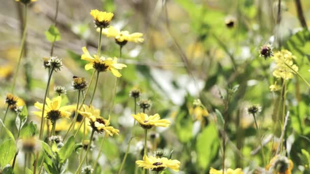 Gąsienice Kwitnącej Wiosennej Roślinności Południowej Kalifornii — Wideo stockowe