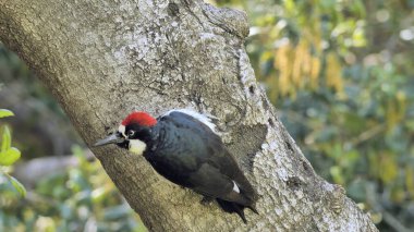 Ağaçtaki meşe palamudu (Melanerpes formicivorus). Kuzey, Orta ve kısmen Güney Amerika 'da yaşayan orta büyüklükte bir ağaçkakan..