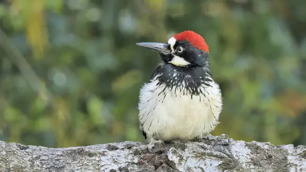 Ağaçtaki meşe palamudu (Melanerpes formicivorus). Kuzey, Orta ve kısmen Güney Amerika 'da yaşayan orta büyüklükte bir ağaçkakan..