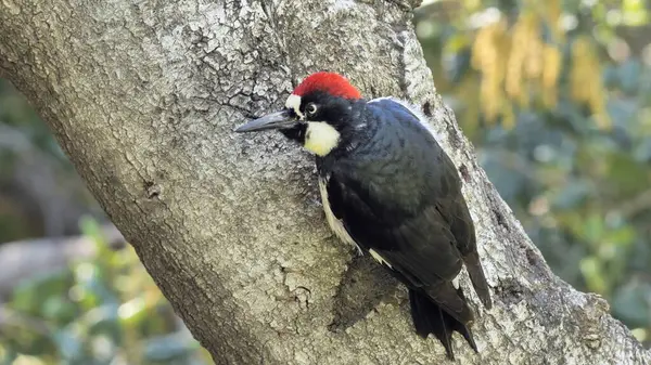 Ağaçtaki meşe palamudu (Melanerpes formicivorus). Kuzey, Orta ve kısmen Güney Amerika 'da yaşayan orta büyüklükte bir ağaçkakan..