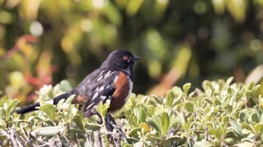 Benekli Towhee (Pipilo maculatus) Güney Kaliforniya 'da bir bahar parkında şarkı söylüyor..