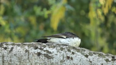 Ağaçtaki meşe palamudu (Melanerpes formicivorus). Kuzey, Orta ve kısmen Güney Amerika 'da yaşayan orta büyüklükte bir ağaçkakan..