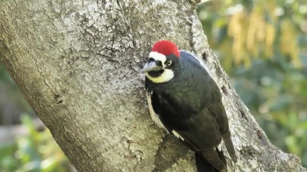 Acorn Woodpecker Melanerpes Formicivorus Uma Árvore Pica Pau Tamanho Médio — Vídeo de Stock