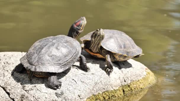 两个池塘滑块 Trachemys脚本 或红耳朵滑块在一个城市池塘的一块大石头上休息 五月二十三日是世界龟日 — 图库视频影像