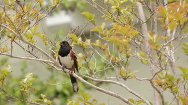 Benekli Towhee (Pipilo maculatus) Güney Kaliforniya 'da bir bahar parkında şarkı söylüyor..