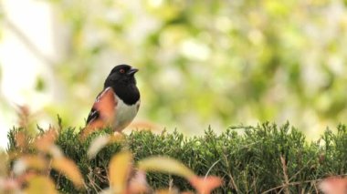 Benekli Towhee (Pipilo maculatus) Güney Kaliforniya 'da bir bahar parkında şarkı söylüyor..