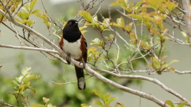 Benekli Towhee (Pipilo maculatus) Güney Kaliforniya 'da bir bahar parkında şarkı söylüyor..