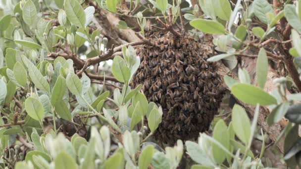Колония Пчел Кустарнике Южной Калифорнии — стоковое видео